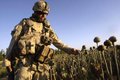 Наркотрафик в Афганистане на 90% контролируются тремя спецслужбами: британской МИ-6, ЦРУ и Моссадом — российский эксперт