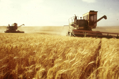 Экспорт российского зерна: Не было бы счастья, да Украина помогла